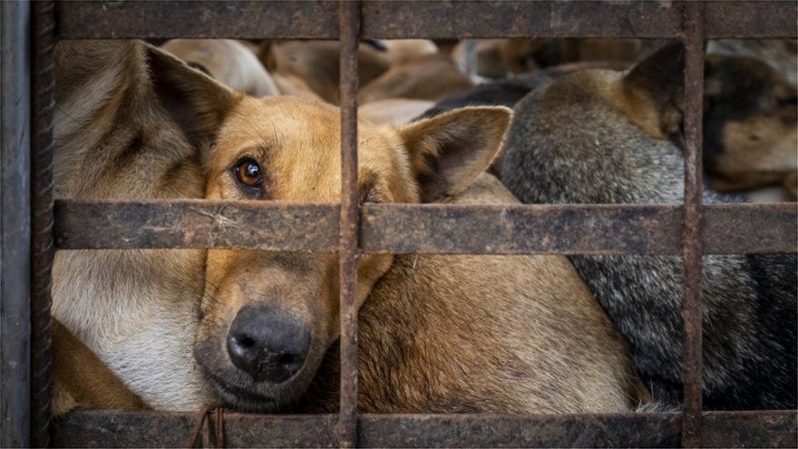 Πάνω από 10 εκατομμύρια σκύλοι και γάτες γίνονται παράνομα τροφή - Φωτογραφία 5