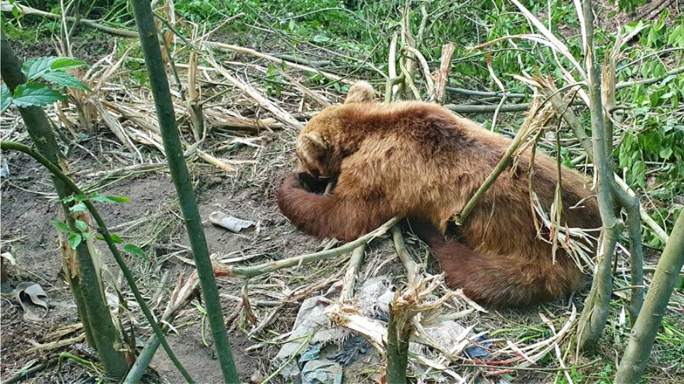 Κοζάνη: Έσωσαν αρκούδα που πιάστηκε σε παγίδα για αγριογούρουνα ΒΙΝΤΕΟ - Φωτογραφία 1