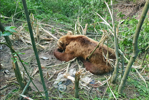 Κοζάνη: Έσωσαν αρκούδα που πιάστηκε σε αυτοσχέδια παγίδα για αγριογούρουνα (Video) - Φωτογραφία 1