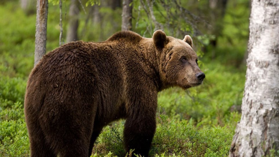 Αρκούδα σκοτώθηκε από πυρά στα γαλλικά Πυρηναία - Φωτογραφία 1