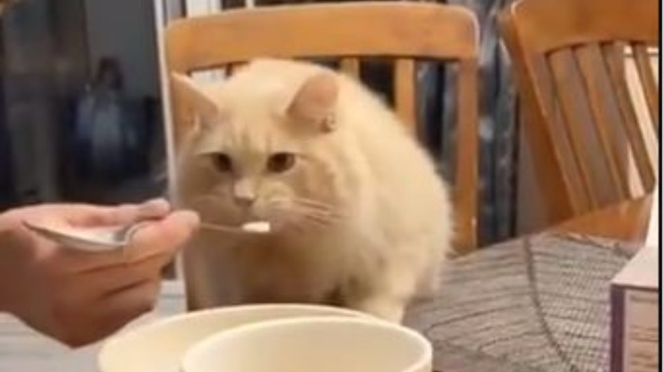 Σάλος για βίντεο που δείχνει ιδιοκτήτη γάτας να της δίνει... παγωτό - Φωτογραφία 1