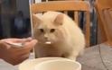 Σάλος για βίντεο που δείχνει ιδιοκτήτη γάτας να της δίνει... παγωτό