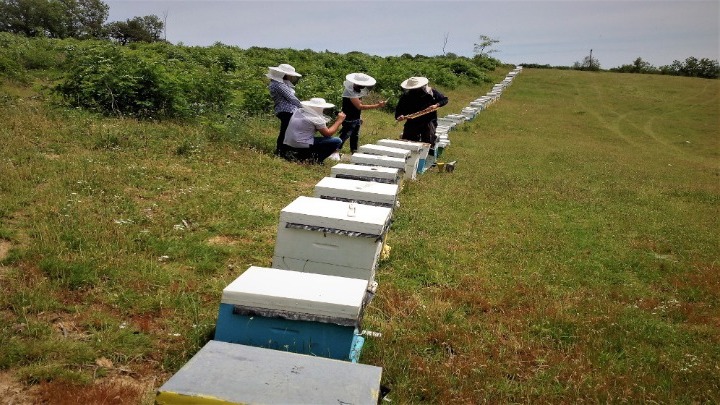 Σε κίνδυνο η μελισσοκομία στην Ελλάδα λόγω κοροναϊού - Φωτογραφία 1