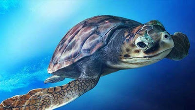 Παγκόσμια ημέρα θαλάσσιων χελωνών. Mπορούν να ωοτοκούν για 33 χρόνια - Φωτογραφία 1