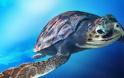 Παγκόσμια ημέρα θαλάσσιων χελωνών. Mπορούν να ωοτοκούν για 33 χρόνια