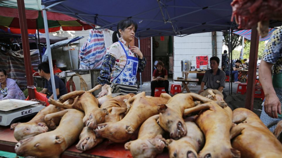 Κίνα: Διοργανώνουν φεστιβάλ κρέατος σκύλου παρά τους νέους κανόνες - Φωτογραφία 1