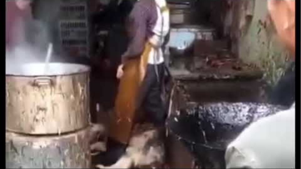 Κίνα: Διοργανώνουν φεστιβάλ κρέατος σκύλου παρά τους νέους κανόνες - Φωτογραφία 2