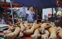 Κίνα: Διοργανώνουν φεστιβάλ κρέατος σκύλου παρά τους νέους κανόνες - Φωτογραφία 1