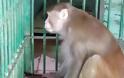 Αλκοολική(!) μαϊμού σκόρπισε τον τρόμο και τον θάνατο