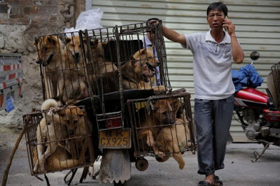 Δεν βάζουν μυαλό. Ανοιξαν ξανά στην Κίνα το φεστιβάλ κρέατος σκύλων. Τρώνε και γάτες (video) - Φωτογραφία 1