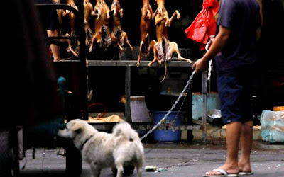Δεν βάζουν μυαλό. Ανοιξαν ξανά στην Κίνα το φεστιβάλ κρέατος σκύλων. Τρώνε και γάτες (video) - Φωτογραφία 2