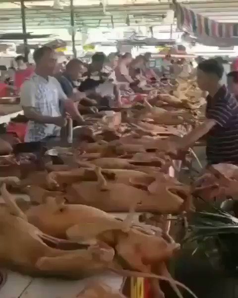 Δεν βάζουν μυαλό. Ανοιξαν ξανά στην Κίνα το φεστιβάλ κρέατος σκύλων. Τρώνε και γάτες (video) - Φωτογραφία 4