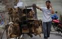 Δεν βάζουν μυαλό. Ανοιξαν ξανά στην Κίνα το φεστιβάλ κρέατος σκύλων. Τρώνε και γάτες (video) - Φωτογραφία 1