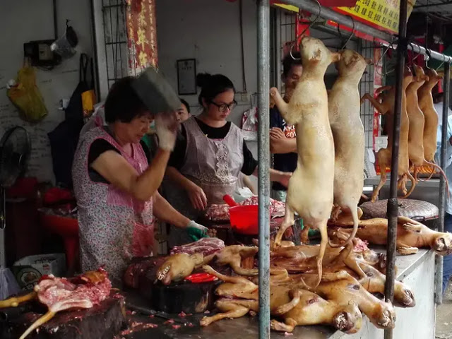 Κίνα: Ξεκίνησε το φεστιβάλ κατανάλωσης κρέατος σκύλου. -περισσότεροι από δέκα χιλίαδες σκύλοι και γάτες σκοτώνονται. - Φωτογραφία 1