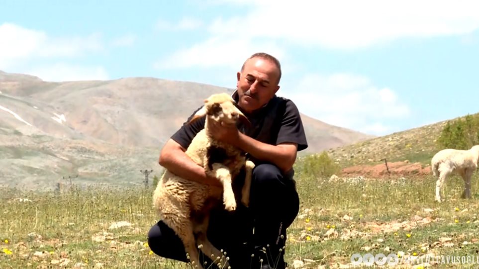 Τσαβούσογλου: Ο «λύκος» στην... Αλάνια φυλάει πρόβατα - Φωτογραφία 1