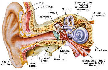 Βoυητά αυτιών, εμβοές ώτων. Αιτίες, διάγνωση, αντιμετώπιση - Φωτογραφία 2