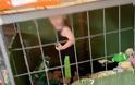 «Μητέρα» άφησε το μωρό της σε σιδερένιο κλουβί ανάμεσα σε φίδια και ποντίκια - Φωτογραφία 1