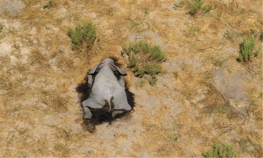 Μυστήριο με μαζικούς θανάτους ελεφάντων στη νότια Αφρική - Γιατί ανησυχούν οι επιστήμονες; - Φωτογραφία 2