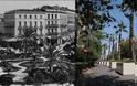 Μεγάλος Περίπατος: Οι φοίνικες στην Αθήνα τον 19ο αιώνα και η επιστροφή τους