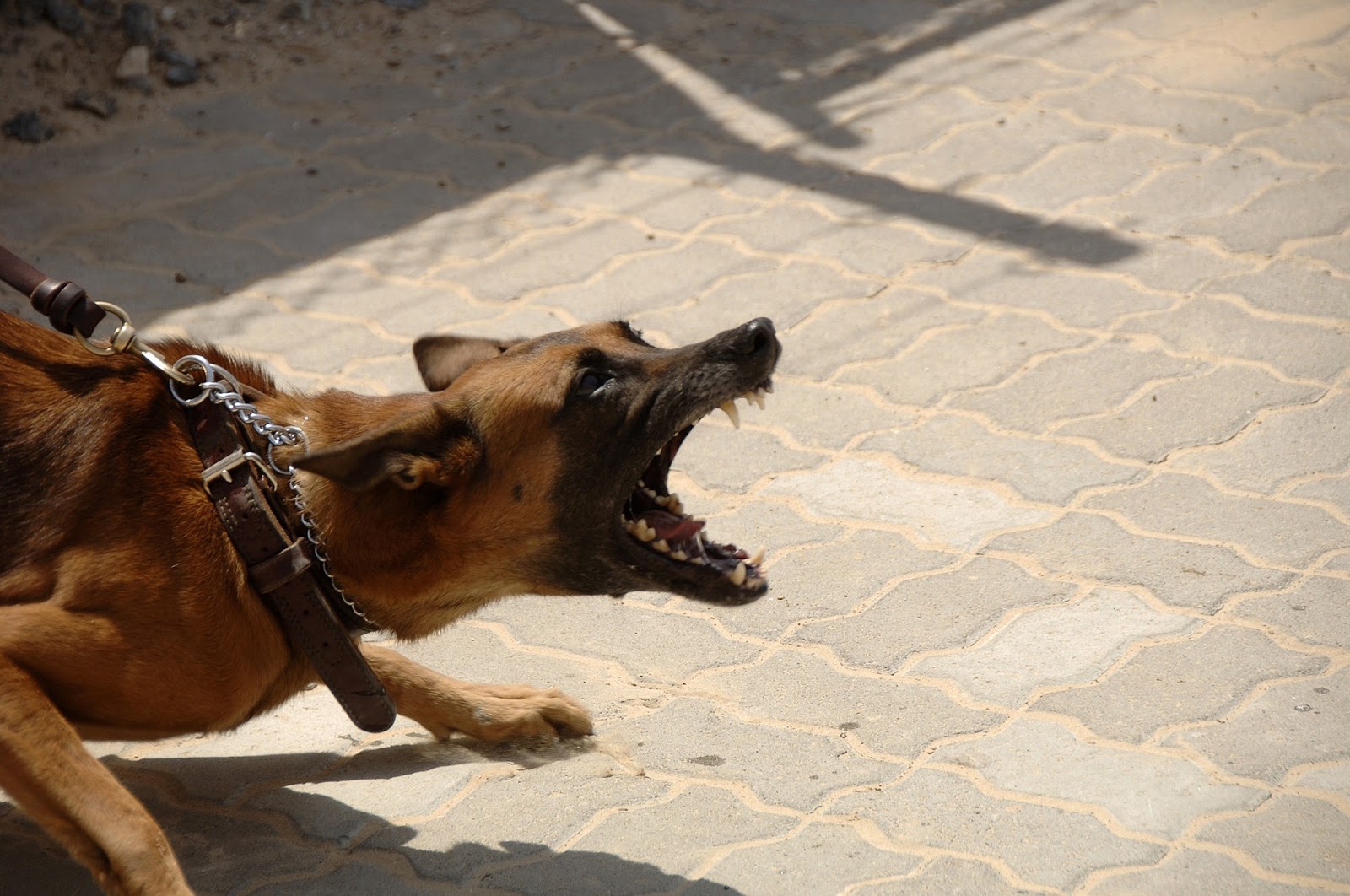 Ληστεία με την απειλή... μεγαλόσωμου σκύλου,στο κέντρο της Θεσσαλονίκης - Φωτογραφία 1