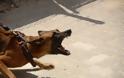 Ληστεία με την απειλή... μεγαλόσωμου σκύλου,στο κέντρο της Θεσσαλονίκης