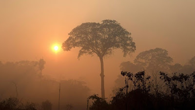 Περιβαντολογική καταστροφή ρεκόρ του τροπικού δάσους του Αμαζονίου - Φωτογραφία 1