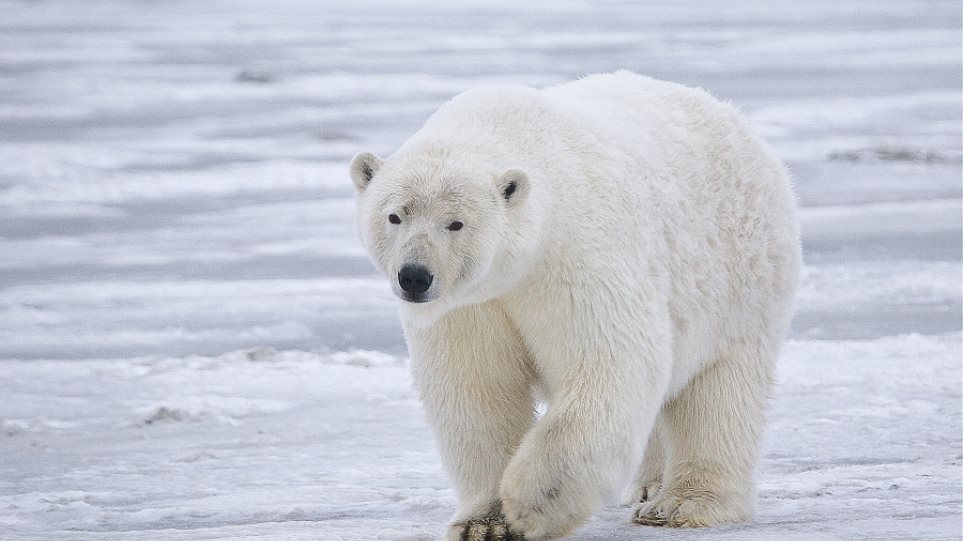 Κινδυνεύουν με εξαφάνιση οι πολικές αρκούδες - Φωτογραφία 1