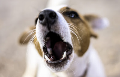 Γαβγίζει ο σκύλος σας σε ώρα κοινής ησυχίας; Ετοιμαστείτε να πληρώσετε «τσουχτερό» πρόστιμο - Φωτογραφία 1