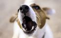 Γαβγίζει ο σκύλος σας σε ώρα κοινής ησυχίας; Ετοιμαστείτε να πληρώσετε «τσουχτερό» πρόστιμο
