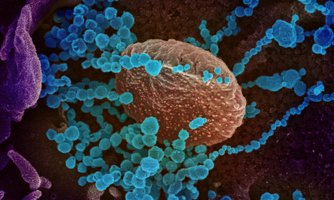 Ο κορωνοϊός στο μικροσκόπιο: Οι παράξενες επιστημονικές ανακαλύψεις για το DNA του! - Φωτογραφία 1