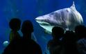 SOS για τους καρχαρίες εκπέμπουν επιστήμονες