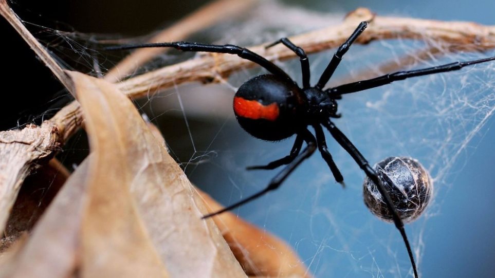 Τι είναι η αράχνη «μαύρη χήρα» που παρολίγο να σκοτώσει 10μηνο βρέφος στην Πάτρα - Φωτογραφία 1