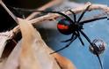 Τι είναι η αράχνη «μαύρη χήρα» που παρολίγο να σκοτώσει 10μηνο βρέφος στην Πάτρα
