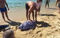 Καρέτα - καρέτα: Τραυματισμένη χελώνα στις ακτές της Νάξου - Λουόμενοι έσπευσαν για βοήθεια - Φωτογραφία 3
