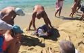 Καρέτα - καρέτα: Τραυματισμένη χελώνα στις ακτές της Νάξου - Λουόμενοι έσπευσαν για βοήθεια - Φωτογραφία 5