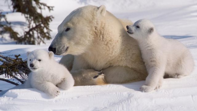 Η κλιματική αλλαγή θα εξαφανίσει τις πολικές αρκούδες έως το τέλος του αιώνα - Φωτογραφία 1