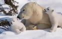 Η κλιματική αλλαγή θα εξαφανίσει τις πολικές αρκούδες έως το τέλος του αιώνα
