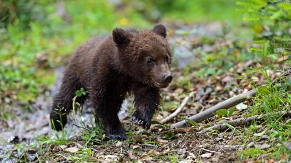 Καστοριά: Αίσιο τέλος για μικρό αρκουδάκι που εγκλωβίστηκε σε αγροικία - Φωτογραφία 1