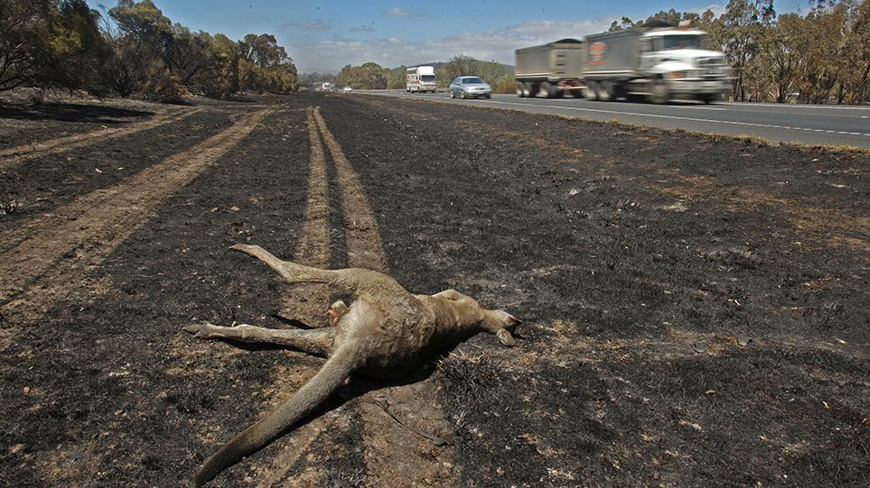 Ανυπολόγιστη η καταστροφή στην πανίδα της Αυστραλίας από τις φωτιές - Νεκρά σχεδόν 3 δισ. ζώα - Φωτογραφία 1
