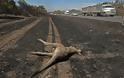 Ανυπολόγιστη η καταστροφή στην πανίδα της Αυστραλίας από τις φωτιές - Νεκρά σχεδόν 3 δισ. ζώα