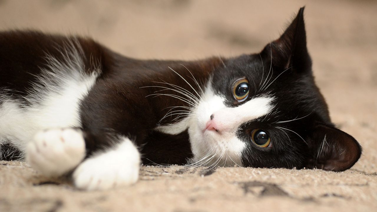 Το πολύτιμο αμινοξύ που προστατεύει την υγεία της γάτας - Φωτογραφία 1