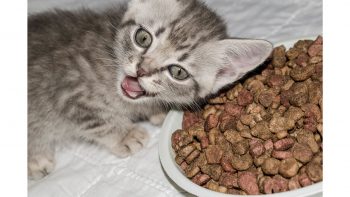 Το πολύτιμο αμινοξύ που προστατεύει την υγεία της γάτας - Φωτογραφία 3