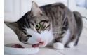 Το πολύτιμο αμινοξύ που προστατεύει την υγεία της γάτας - Φωτογραφία 2