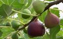 Το «βασιλικό» φρούτο που ρίχνει την αρτηριακή πίεση