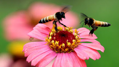 Η εξαφάνιση των μελισσών αποτελεί μεγάλη διατροφική απειλή - Φωτογραφία 1