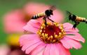 Η εξαφάνιση των μελισσών αποτελεί μεγάλη διατροφική απειλή