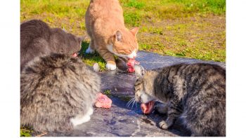 Γάτα: Τι να τρώει για να έχει λαμπερό και υγιές τρίχωμα - Φωτογραφία 4