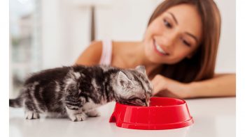 Γάτα: Τι να τρώει για να έχει λαμπερό και υγιές τρίχωμα - Φωτογραφία 5