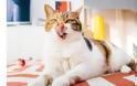 Γάτα: Τι να τρώει για να έχει λαμπερό και υγιές τρίχωμα - Φωτογραφία 2