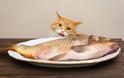 Γάτα: Τι να τρώει για να έχει λαμπερό και υγιές τρίχωμα - Φωτογραφία 3